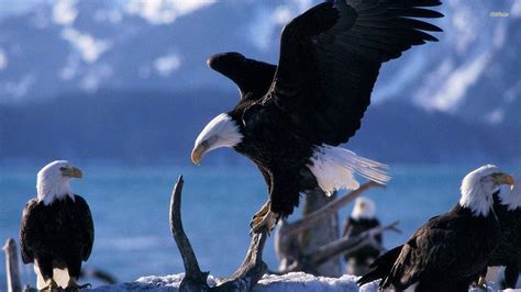Pictures Of American Eagle American Bald Eagle Wallpapers 62