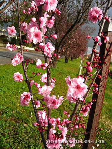 Cherry Blossom Tree Branch Flickr Photo Sharing