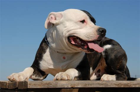 The 'nanny dog' american pitbull terrier looks tough, but is the most beloved dog in america and england. American PitBull Terrier History, Personality, Appearance ...