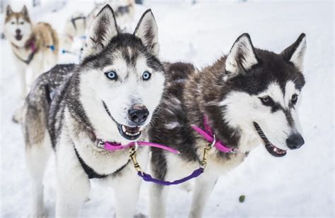 10 Best Sled Dog Breeds You Should Know About Ohl