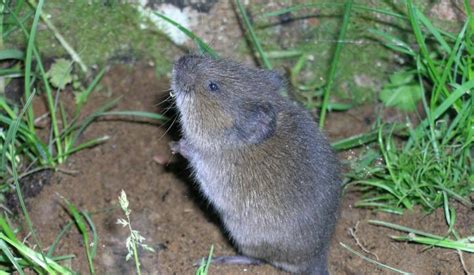 Voles How To Get Rid Of Voles In The Yard Or Garden The Old Farmers