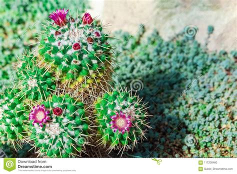 Hand drawn and designed by foto nature desert dream desert sunset shoot the moon moon signs beautiful moon super moon belle photo landscape art. Cactus Mammillaria Compressa. Pink Cactus Flowers And ...