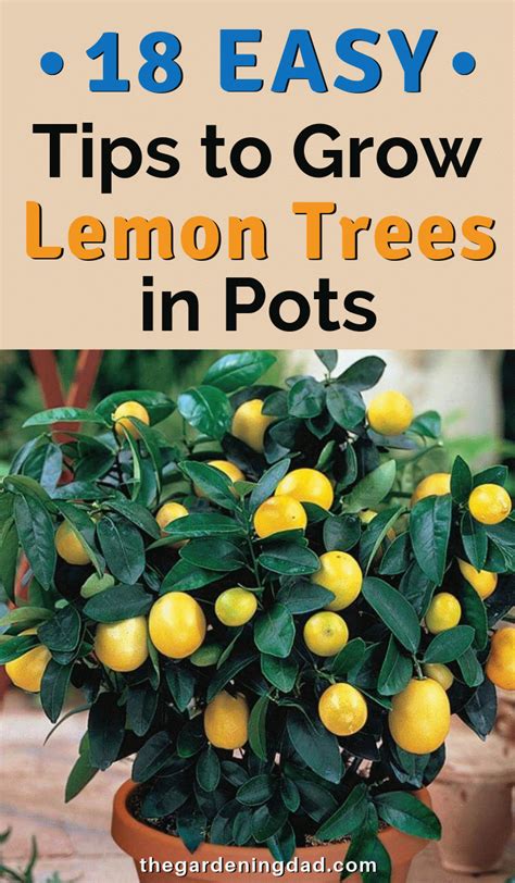 18 Easy Tips To Grow Lemon Trees In Pots Growing Lemon Trees Lemon