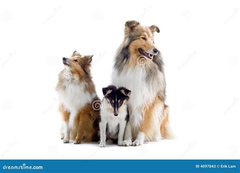 Scottish Collie Dogs Stock Image Image Of Isolated English 4097843
