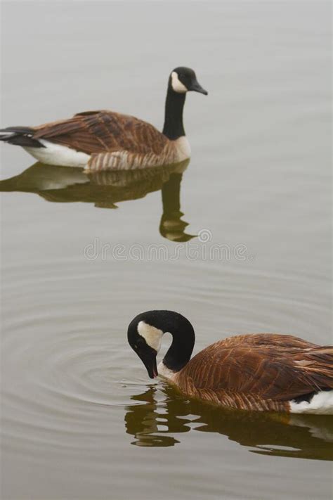 Geese On Pond Stock Photo Image Of Bird Jzaring Geese 43032426