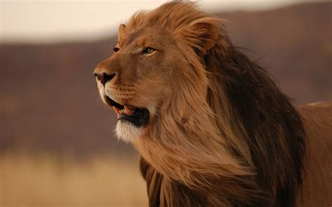 Lion Mane Wind Grin Big Cat Predator Wallpaper Coolwallpapersme