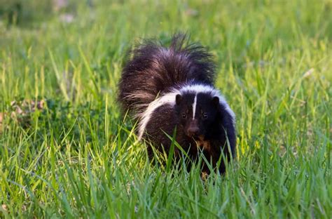 Ways To Stop Skunks From Digging Up Lawn