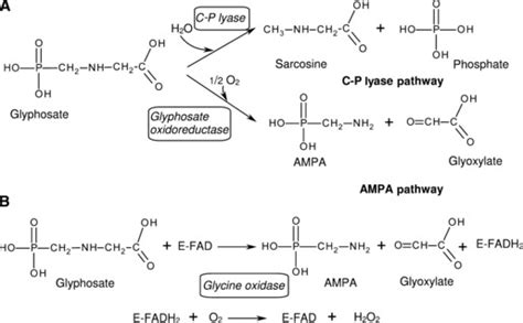 Microbial Mechanisms Of Glyphosate Degradation A Two Principal