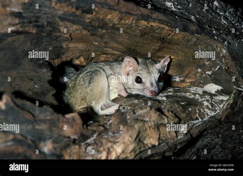 Kowari Or Brush Tailed Marsupial Rat Dasyuroides Byrnei Small