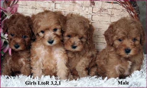 See teddybear puppies for sale at denning farms, a teddybear breeder. AKC | Toy Poodle | Puppies for Sale | Iowa in 2020 ...