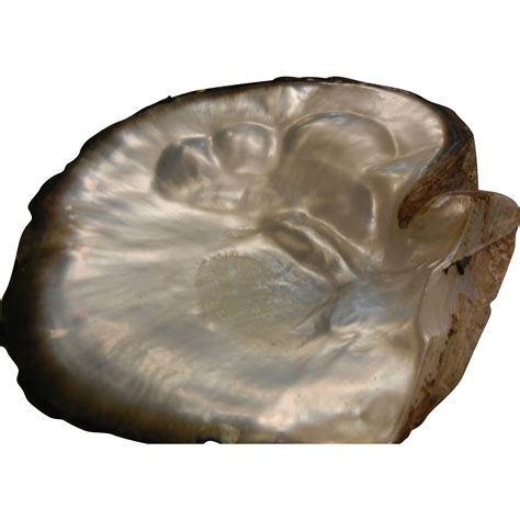 Natural Large Mother Of Pearl Oyster Shell Sold On Ruby Lane