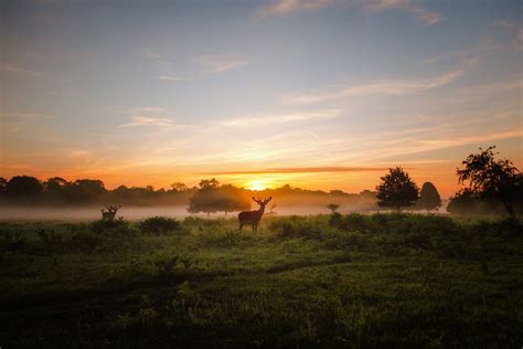 Simon Wilkes Richmond Park Landscape Photography At Dawn