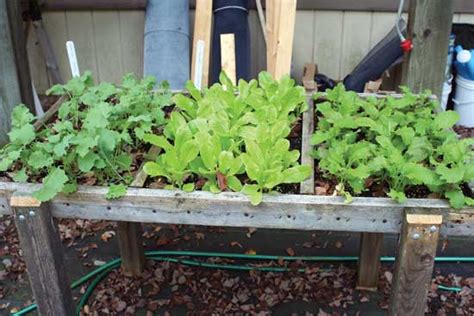 Top Organic Vegetable Gardening Challenges Mother Earth News