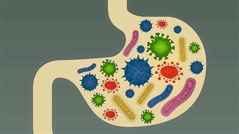 4 Common Conditions Your Gut Bacteria May Help With The Dolce Diet