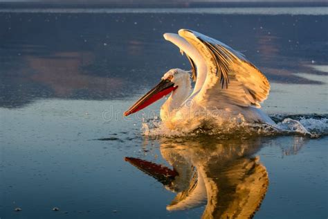 Dalmatian Pelican Pelecanus Crispus Stock Image Image Of Natural