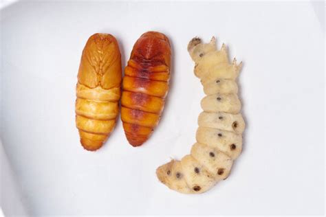 Silkworm Pupa の写真素材 57件の無料イラスト画像 Adobe Stock