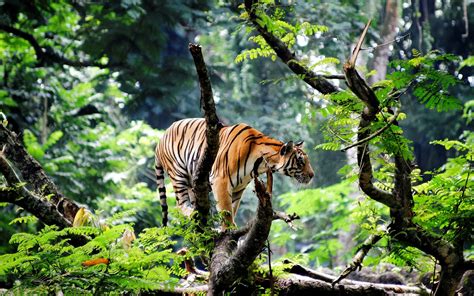 Bengal Tiger In Jungle High Definition Wallpaper