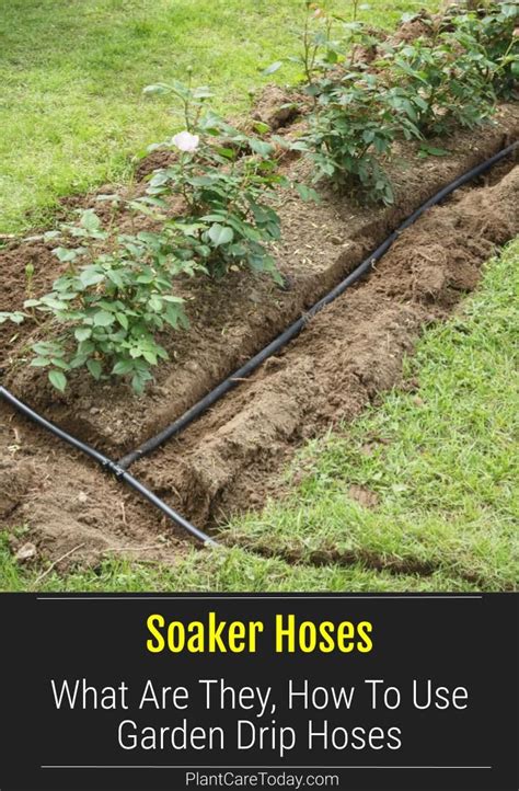 Maybe you would like to learn more about one of these? Soaker Hose: What Are They, How To Use A Drip Hose In The ...