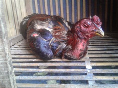 Dengan tekstur yang kenyal dan asam asam, rasa asam bercampur manis, manisan mangga muda yang sangat menggoda. 5 Cara Ampuh membuat Ayam Aduan yang Kalah agar berani ...