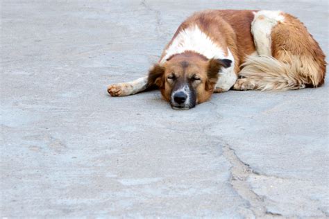 Free Images Puppy Animal Canine Pet Sleeping Nap Sleep