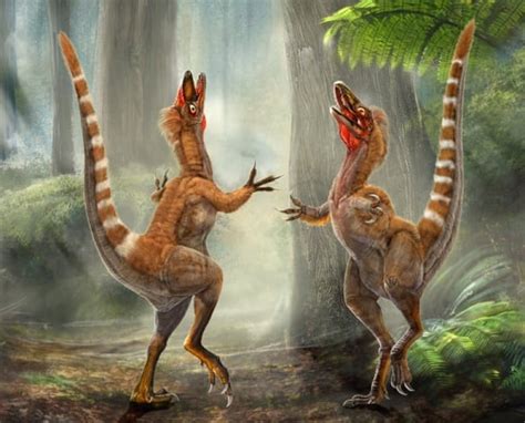 Dinosaur Had Orange Tail Feathers Scientists Cbc News