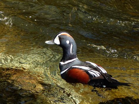 Harlequin Duck Histrionicus Histrionicus Last Night Abo Flickr