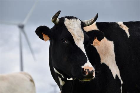 Selective Focus Photography Of Dairy Cow · Free Stock Photo