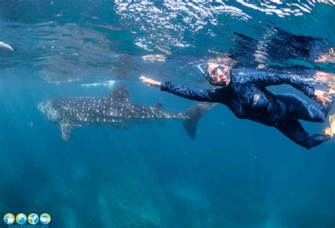 Exmouth Whale Shark Tour Comparison And Tips Travel Groove