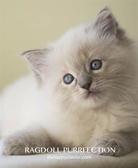 Maybe you would like to learn more about one of these? Ragdoll Cats - A Complete Guide From The Happy Cat Site