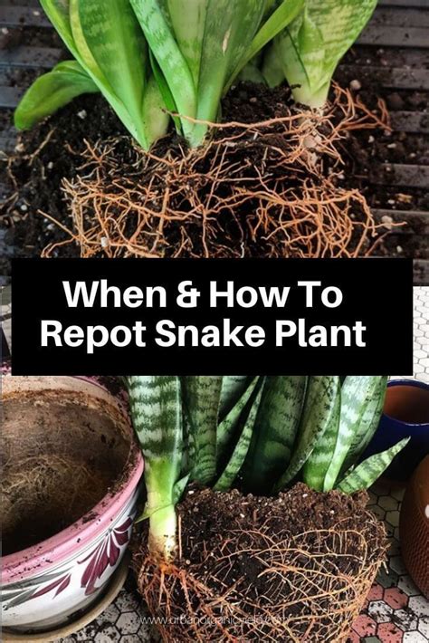 What's the big deal about repotting? Repotting Snake Plants: When Why And How To Repot Snake ...