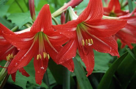 How To Grow And Care For Fire Lily