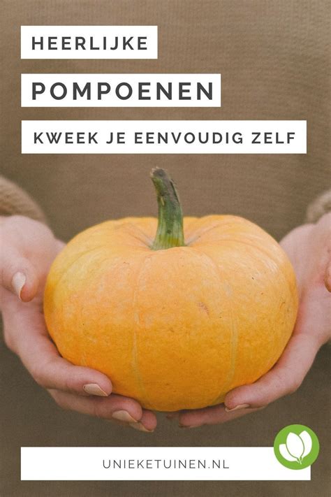 Pompoen de meesten kennen het als de verlichte creaties die met