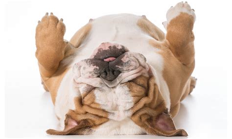 Maybe you would like to learn more about one of these? The Old, Tired-Looking Dog Seeks Refuge Next Door