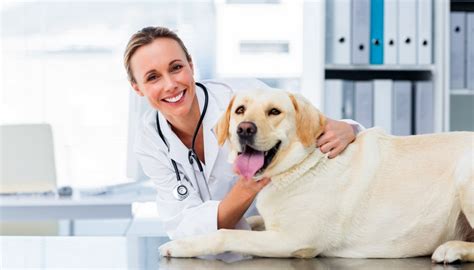 These recipes are endorsed by licensed professionals, so you can have peace of mind knowing that they're a healthy option. Homemade Dog Food Recipe Vet Approved (and step-by-step video)