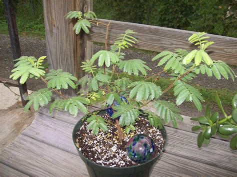 Make your health the #1 priority with only the best nutraceuticals. Mimosa tenuiflora - Wikipedie