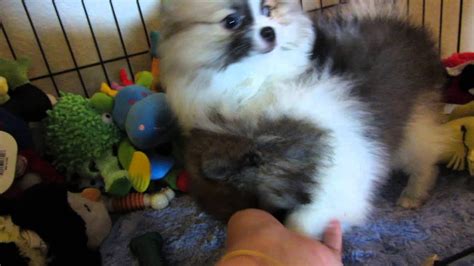 Choose a location, species, sex, age and/or size to filter your search results. Teacup Pomeranian Puppies for sale California CA Riverside ...