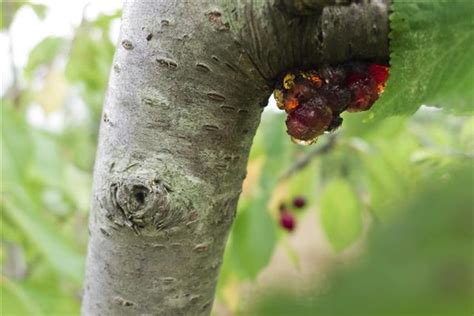 Cherry Tree Diseases Uk Peggie Fallon