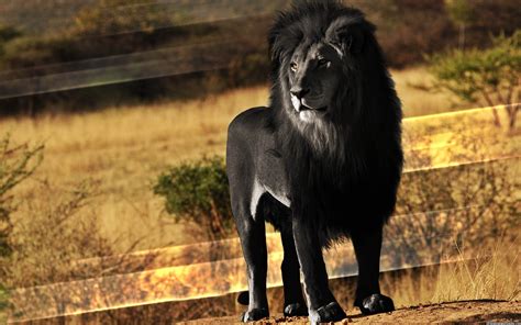 Rare Black Lion 03 2560×1600 Great Animals