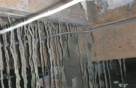 A pest control company that embraces ipm believes prevention, client awareness and education, and building inspections are all as important as controlling pests. Moisture Control Greenville, NC | Quality Termite and Pest ...