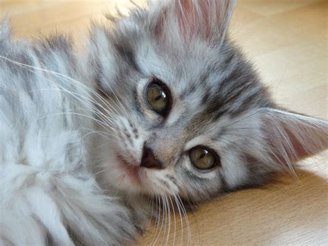 I want a big maine coon, is a phrase we often hear. Kitten Maine Coon Grey · Free photo on Pixabay
