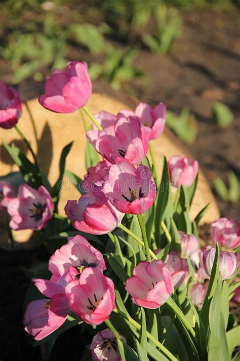 Pink Tulips Stock Photo Image Of City Garden Pink 91472868