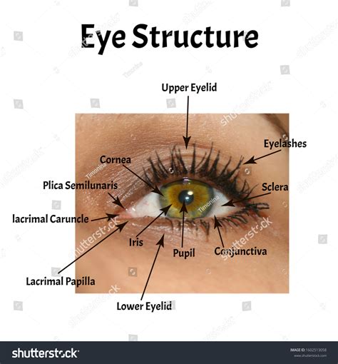 Structure Eye Anatomical External Structure Iris Stock Photo 1602513058