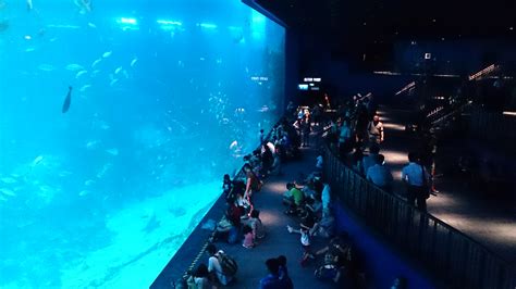 2022 Sea Aquarium Ticket Sentosa Singapore Ami Travel And Tours