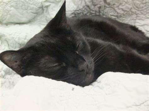 Very dark brown or even black cat poop. Why Is Our Cat Pooping On the Floor? - Paws and Effect