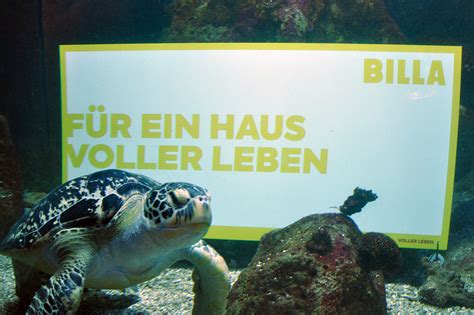 It is house to more than ten thousand aquatic species. Billa übernimmt Patenschaft für Haus des Meeres - mnews ...
