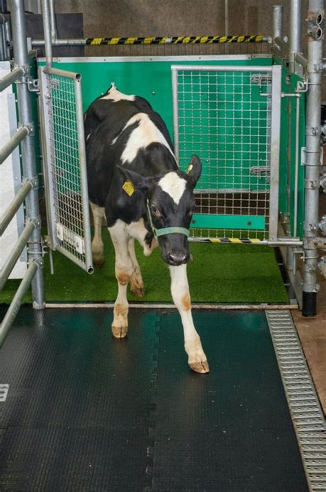 an interesting story in which cows have learned to go to the toilet so as not to pollute the