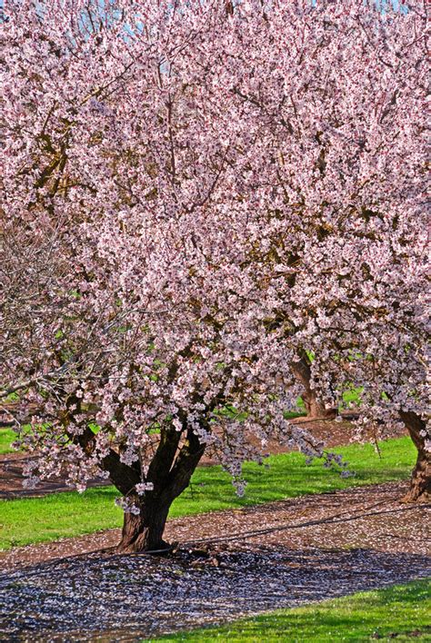 Piantine e alberi da frutto in vendita: Alberi Da Frutto In Fioritura Immagine Stock - Immagine di ...