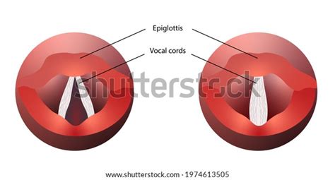 Vocal Cords Anatomy Larynx Open Close Stock Illustration 1974613505