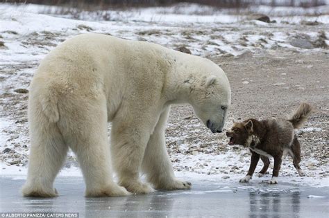 Sled Dog Vs Polar Bear Churchill Canada Photo By Italian