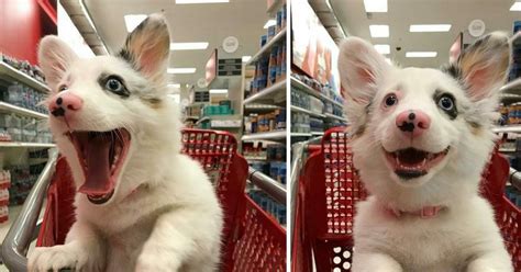 We use all forms of paypal ;please read up on nuvet, we are proud to offer nuvet products to make sure your puppy developes a healthy immune. Puppy gets pushed around the grocery store in a cart - her ...